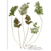 cryptogramma crispa (l.) r. br. ex hook.