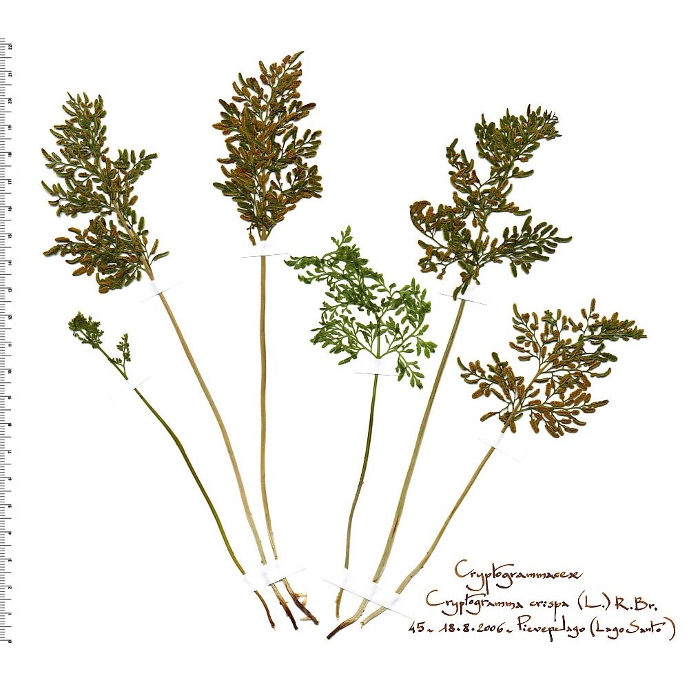 cryptogramma crispa (l.) r. br. ex hook.