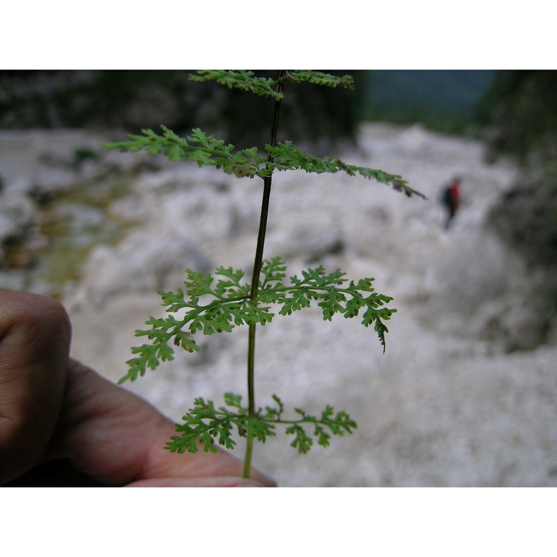 cystopteris alpina (lam.) desv.