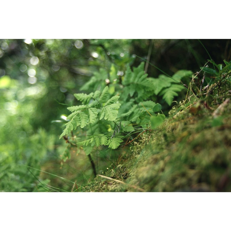 gymnocarpium dryopteris (l.) newman