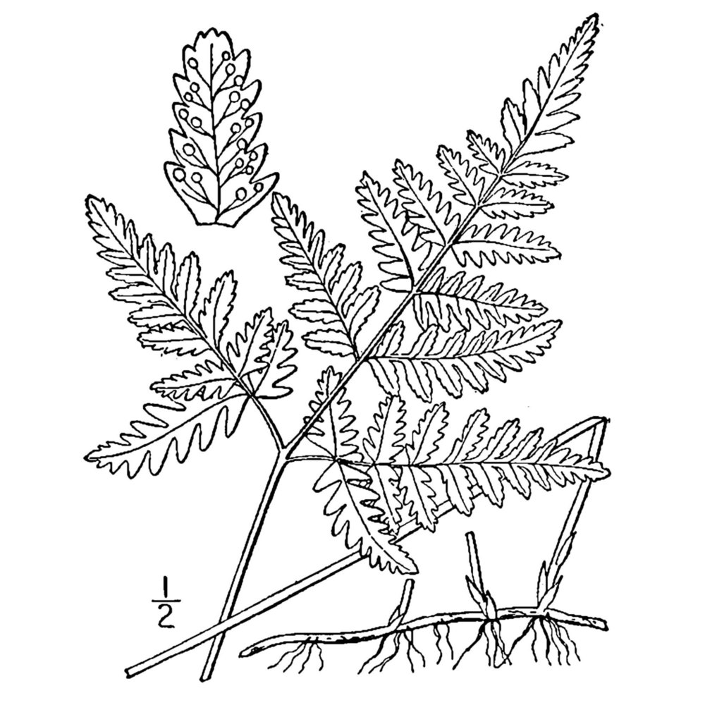 gymnocarpium dryopteris (l.) newman