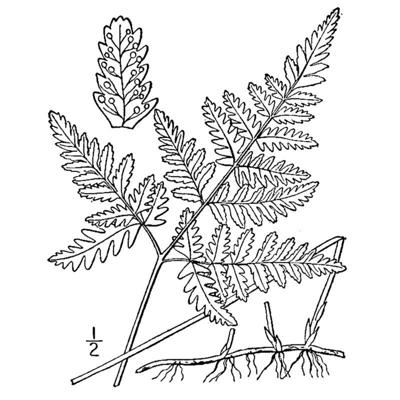 gymnocarpium dryopteris (l.) newman