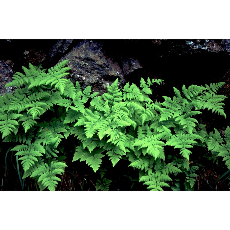 gymnocarpium dryopteris (l.) newman