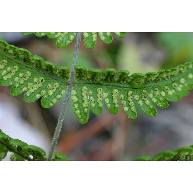 gymnocarpium robertianum (hoffm.) newman