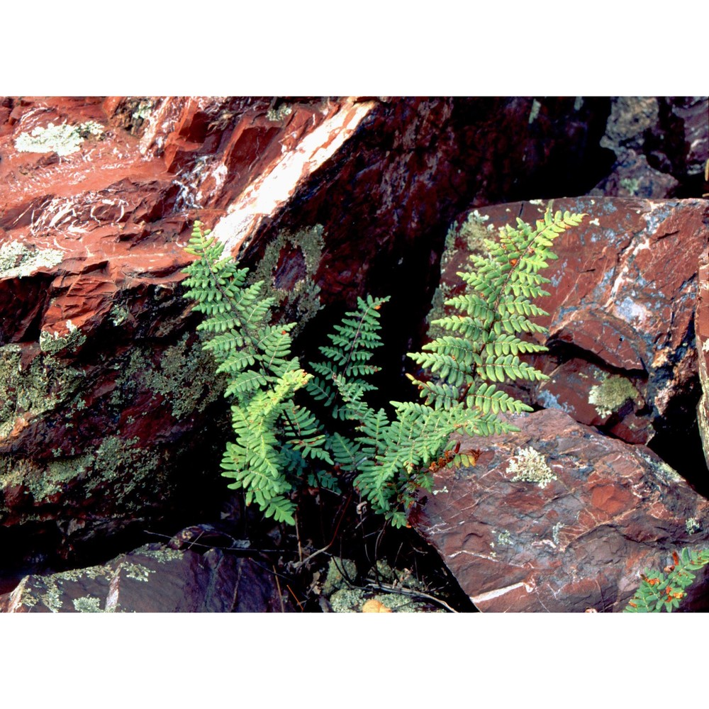 notholaena marantae (l.) desv. subsp. marantae