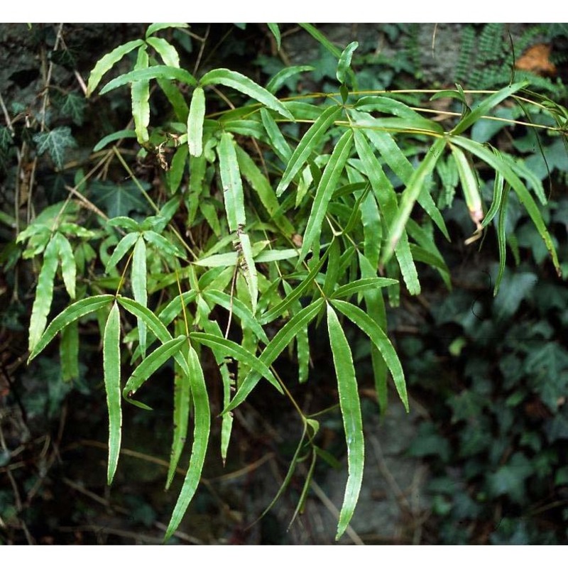 pteris cretica l.