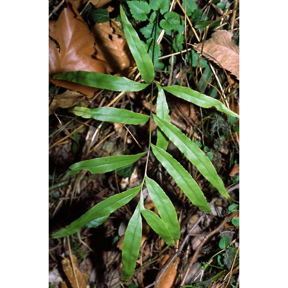 pteris cretica l.