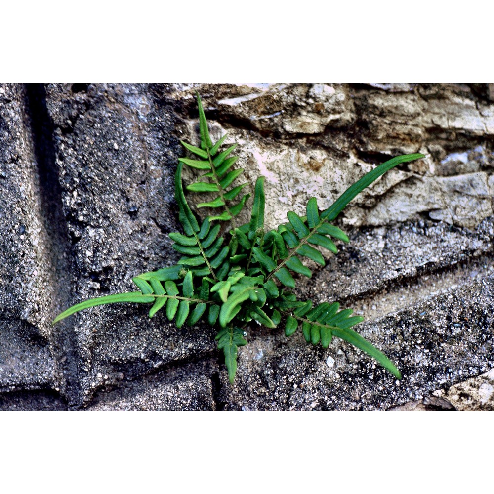 pteris vittata l.