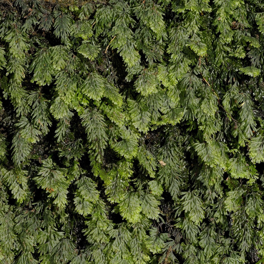 hymenophyllum tunbridgense (l.) sm.