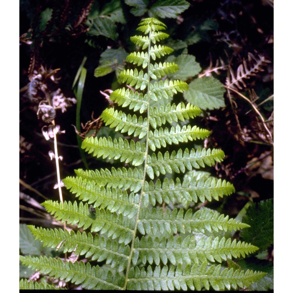 pteridium aquilinum (l.) kuhn subsp. aquilinum