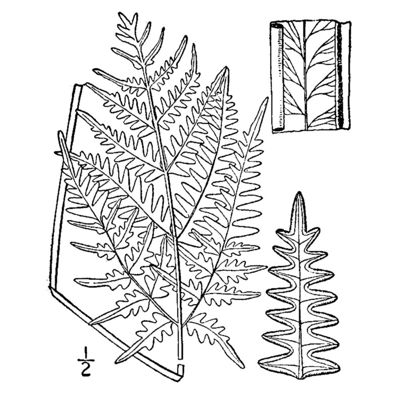 pteridium aquilinum (l.) kuhn subsp. aquilinum