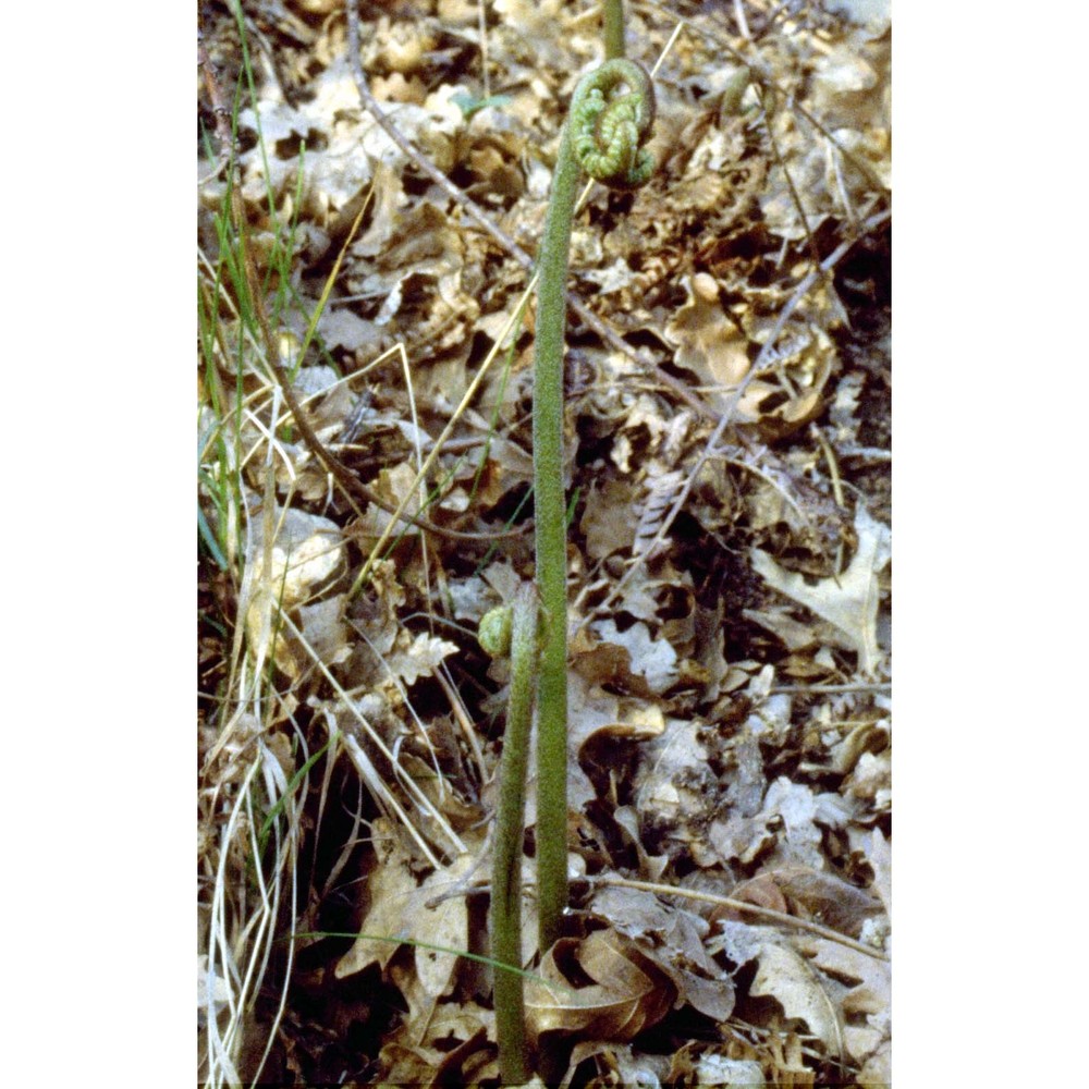 pteridium aquilinum (l.) kuhn subsp. aquilinum