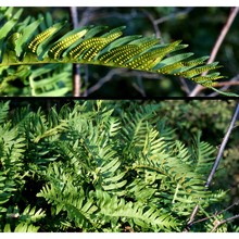 polypodium cambricum l.