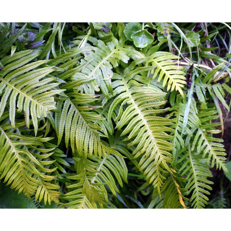 polypodium cambricum l.