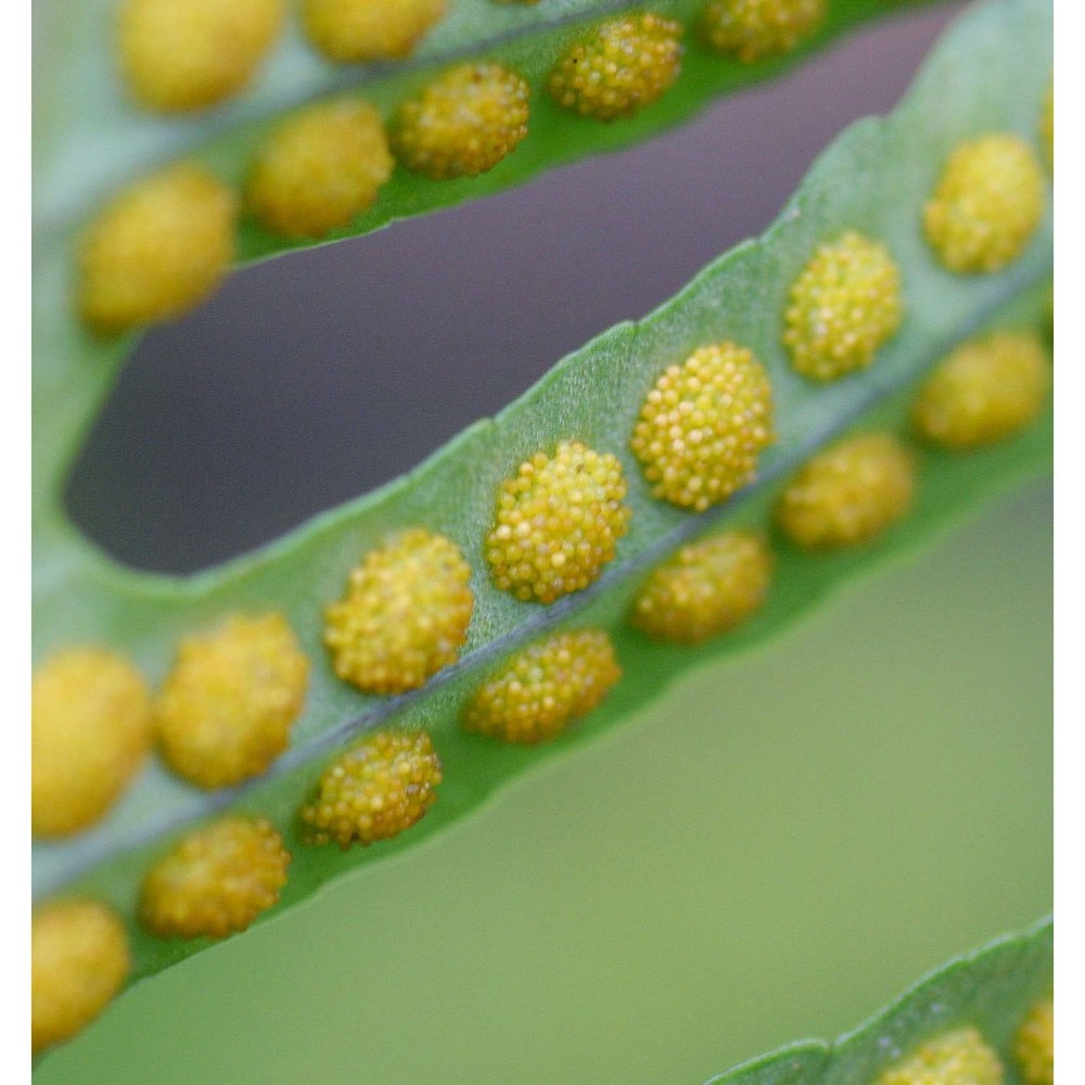 polypodium cambricum l.