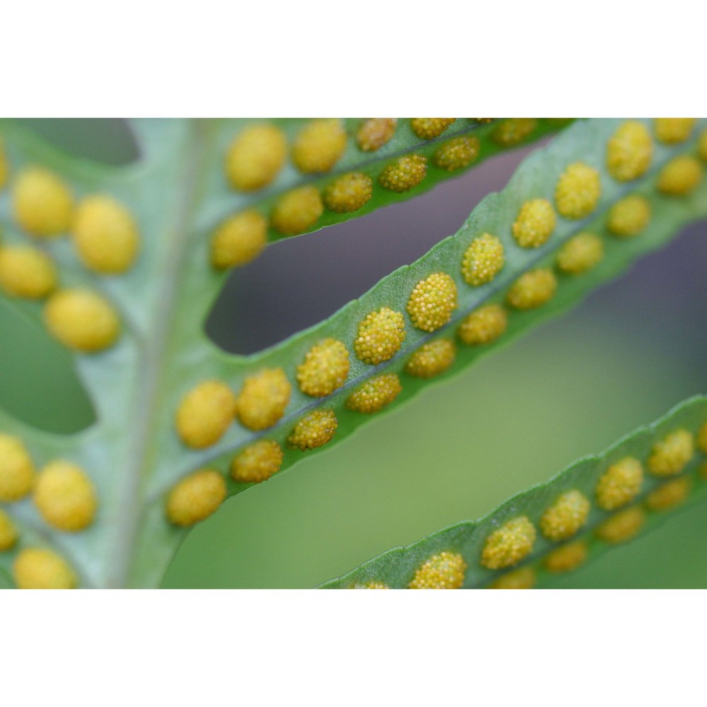 polypodium cambricum l.