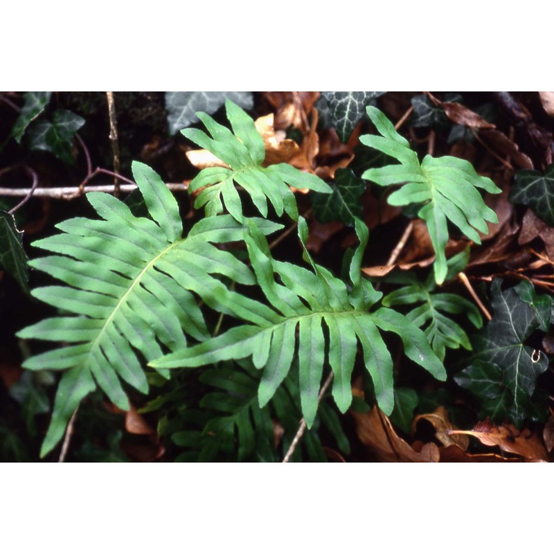 polypodium interjectum shivas