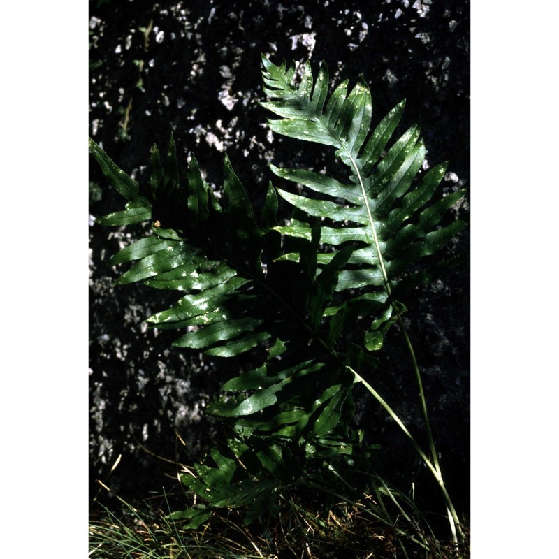 polypodium interjectum shivas