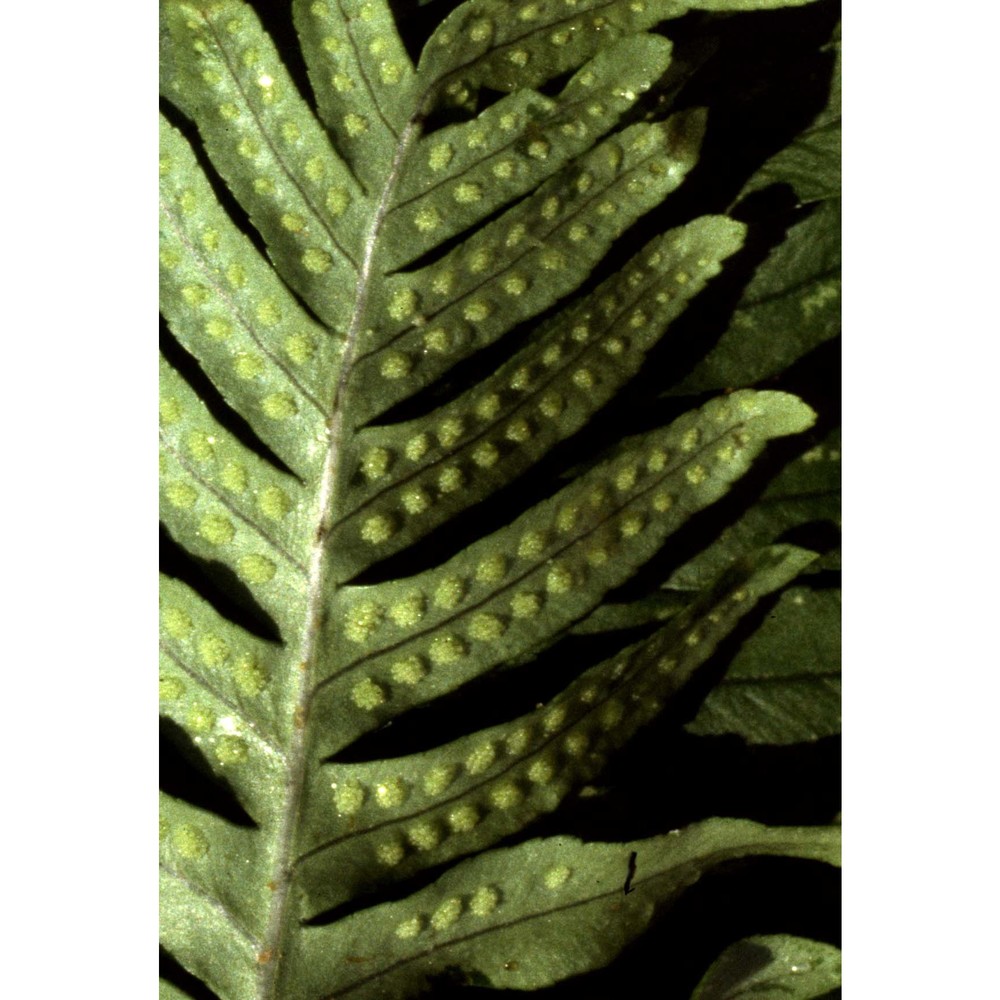 polypodium interjectum shivas