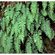 polypodium interjectum shivas