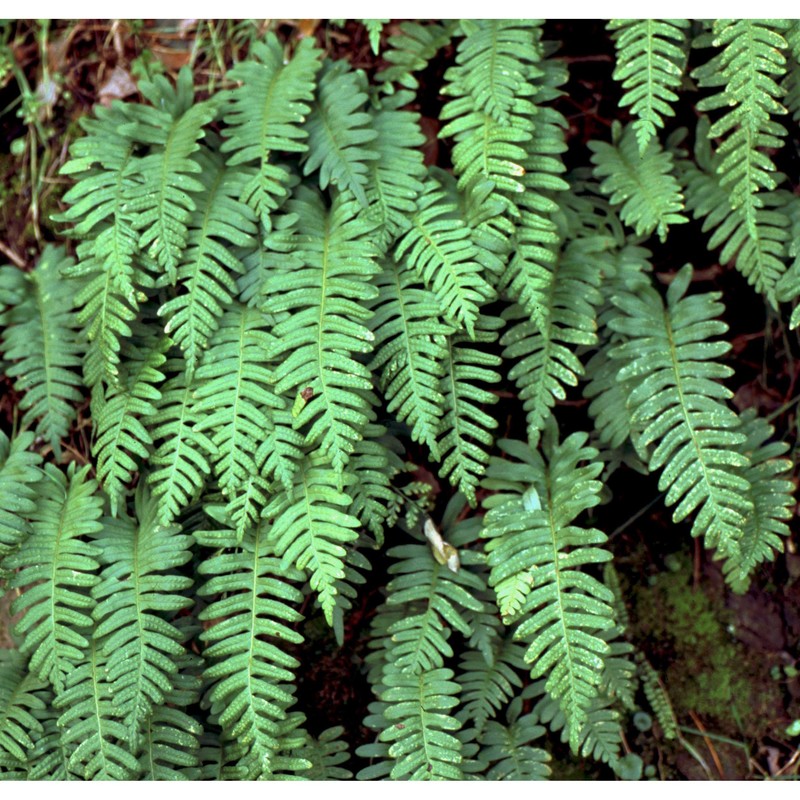 polypodium interjectum shivas