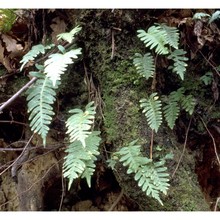 polypodium vulgare l.