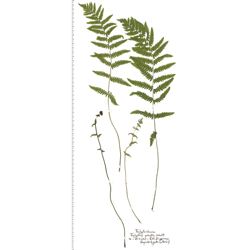 thelypteris palustris schott