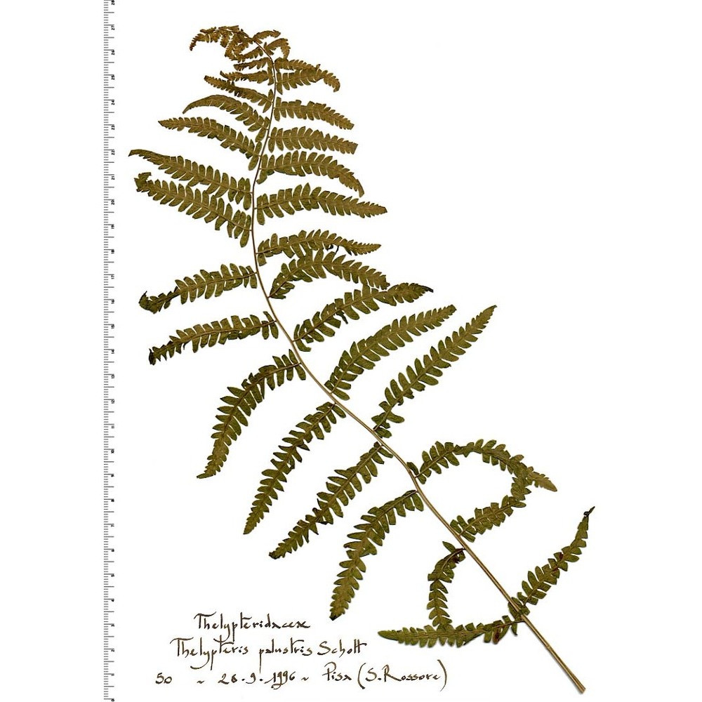 thelypteris palustris schott