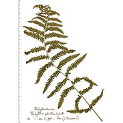 thelypteris palustris schott