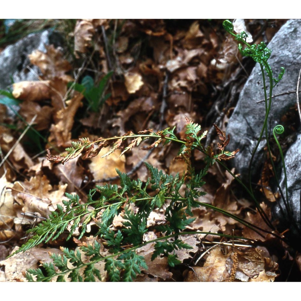 asplenium adiantum-nigrum l. subsp. adiantum-nigrum