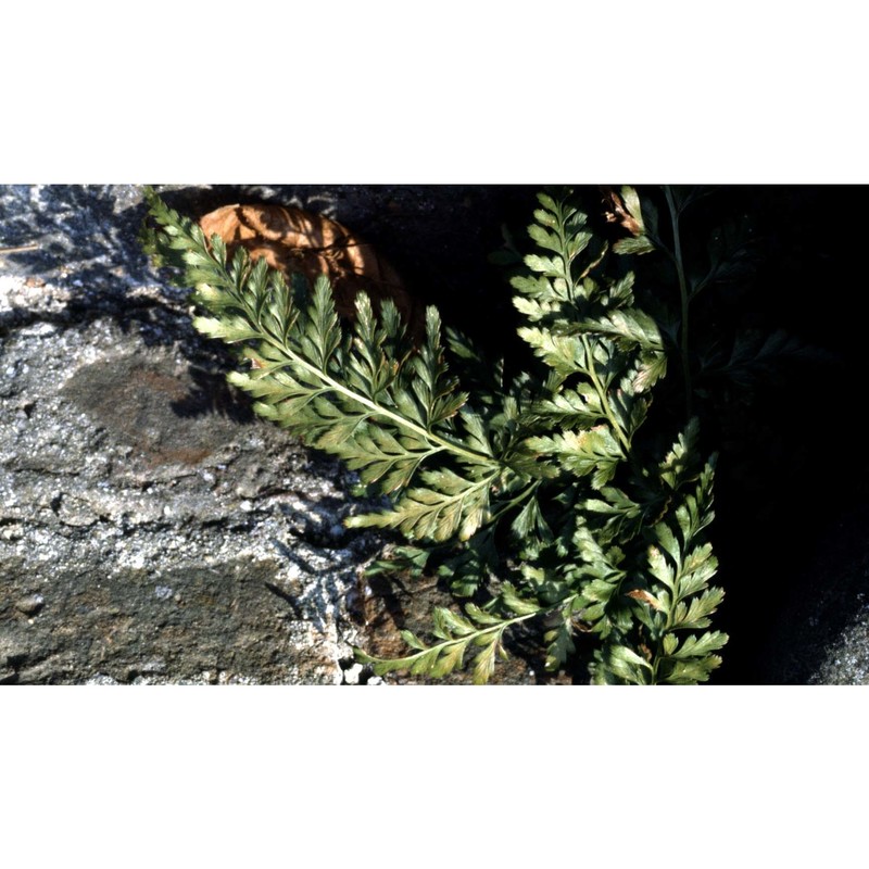 asplenium adiantum-nigrum l. subsp. adiantum-nigrum