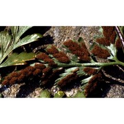 asplenium adiantum-nigrum l. subsp. adiantum-nigrum