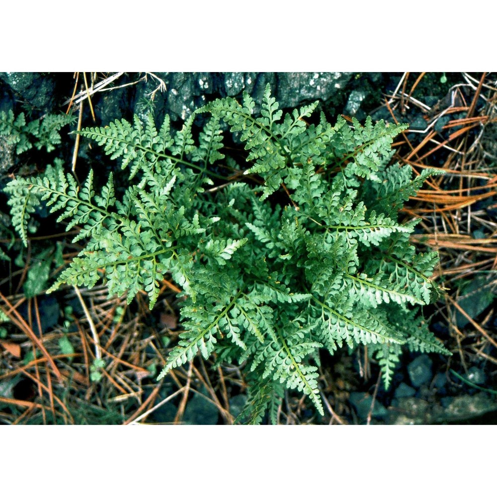 asplenium adiantum-nigrum l. subsp. adiantum-nigrum