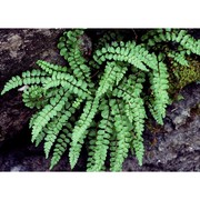 asplenium adulterinum milde