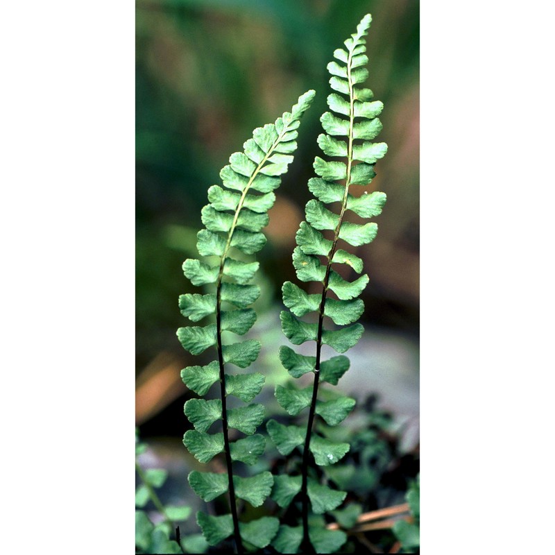 asplenium adulterinum milde