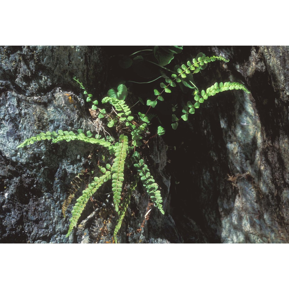 asplenium adulterinum milde