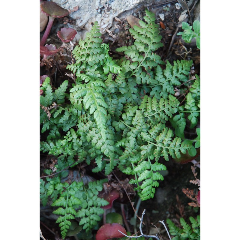 asplenium balearicum shivas