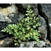 asplenium cuneifolium viv. subsp. cuneifolium