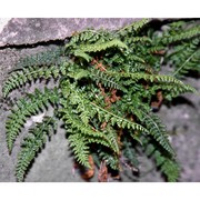 asplenium fontanum (l.) bernh. subsp. fontanum