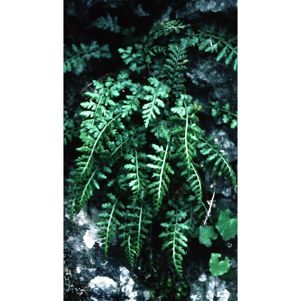 asplenium fontanum (l.) bernh. subsp. fontanum