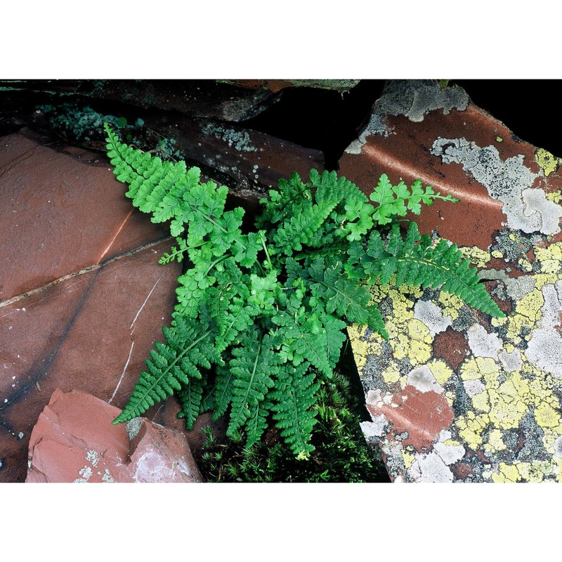 asplenium foreziense le grand ex magnier