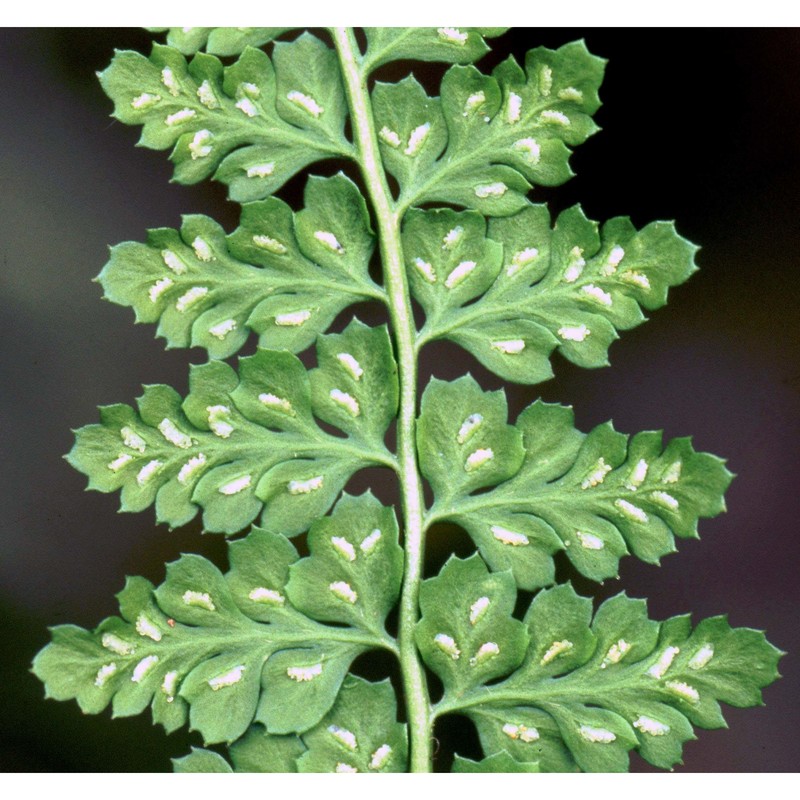 asplenium foreziense le grand ex magnier