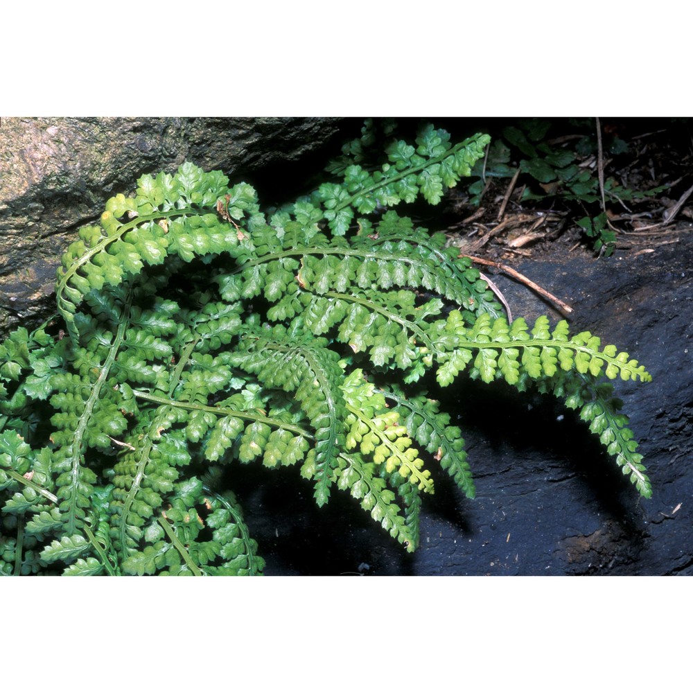 asplenium foreziense le grand ex magnier