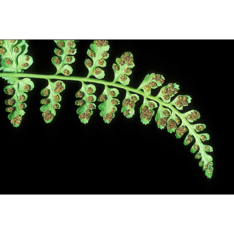 asplenium foreziense le grand ex magnier