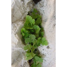 asplenium lepidum c. presl subsp. lepidum