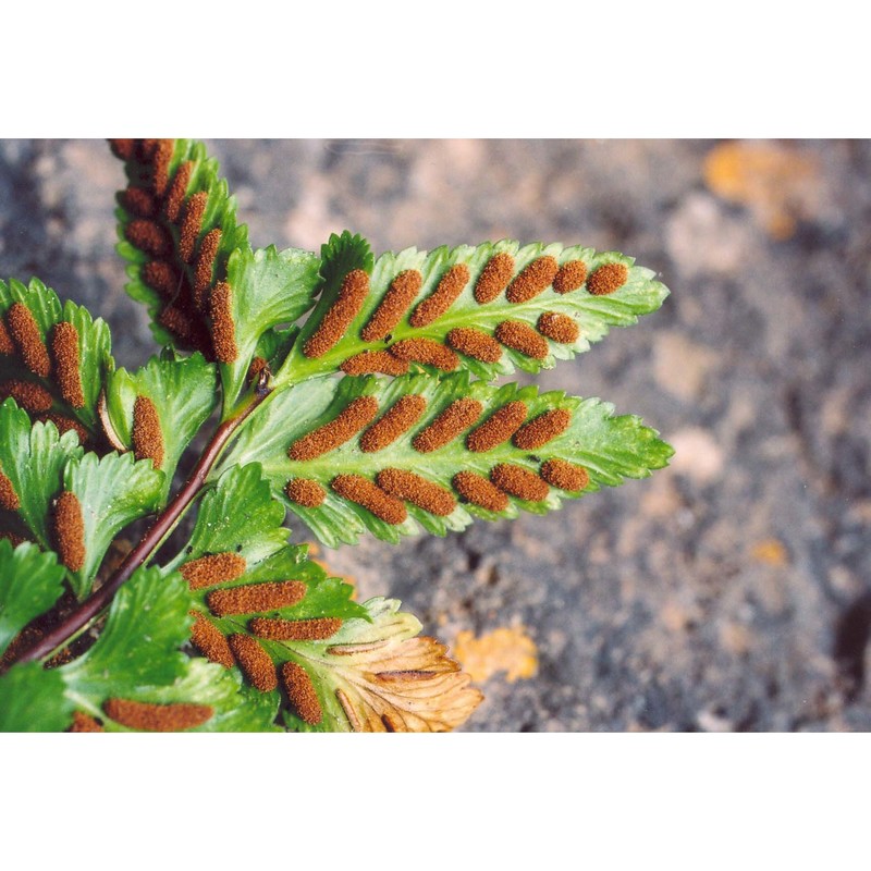 asplenium marinum l.