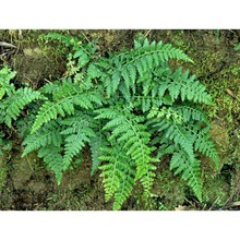 asplenium obovatum viv.