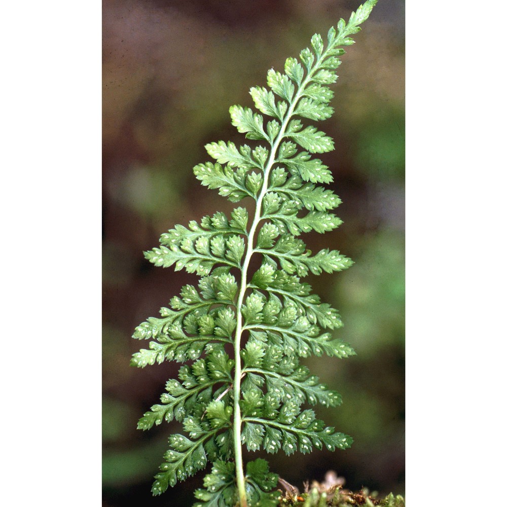 asplenium obovatum viv.