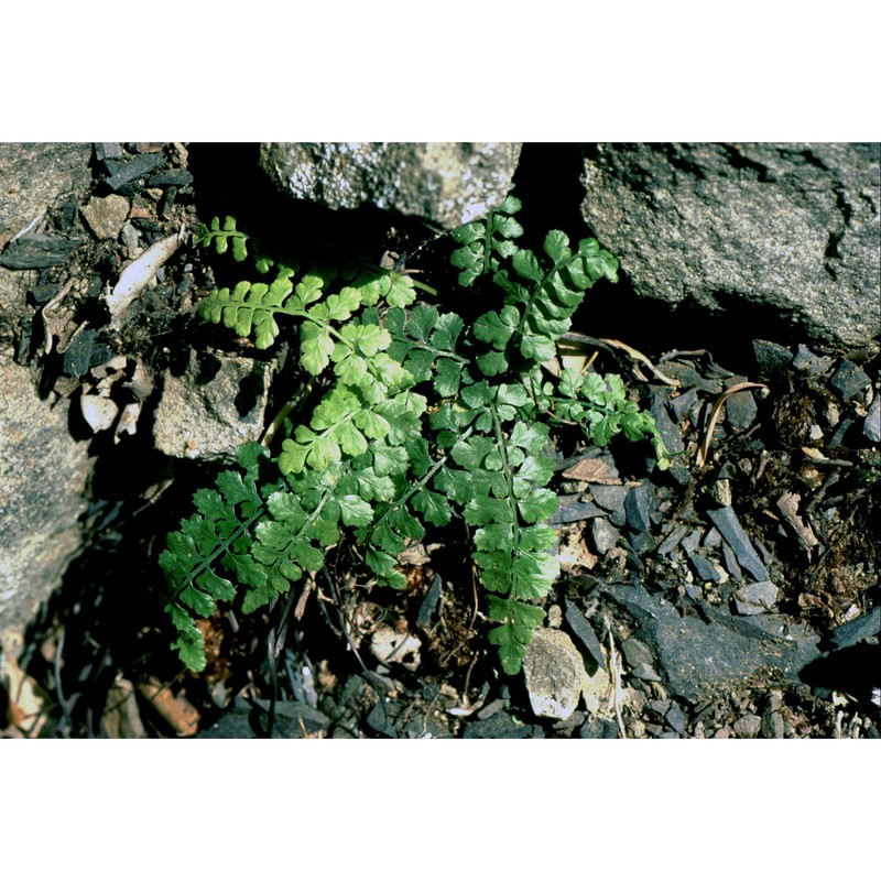 asplenium obovatum viv.