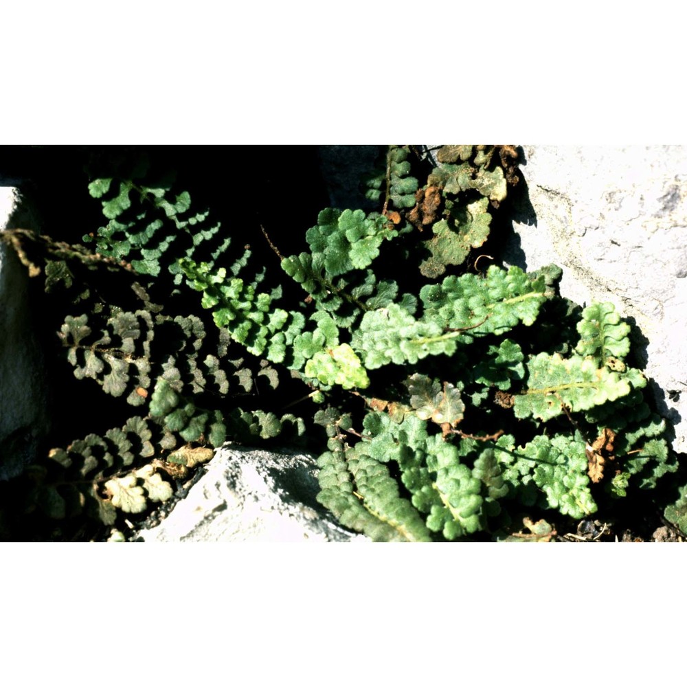 asplenium petrarchae (guérin) dc. subsp. petrarchae